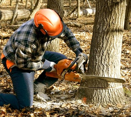 Tree Removal in Magnetic Springs, OH